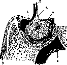 Infundibulum: figure 2 from the 1928–1936 encyclopedia article