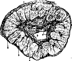 Corpus Luteum: figure 1 from the 1928–1936 encyclopedia article