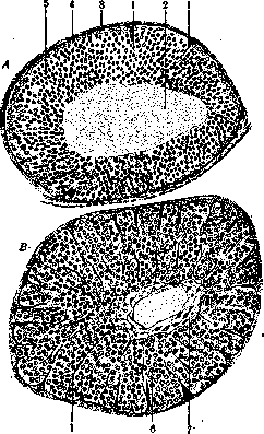 Corpus Luteum: figure 3 from the 1928–1936 encyclopedia article