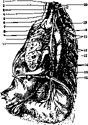 Recurrent Nerve: figure 2 from the 1928–1936 encyclopedia article