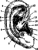 Ear: figure 1 from the 1928–1936 encyclopedia article