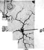 Neuroglia: figure 2 from the 1928–1936 encyclopedia article