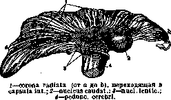 Internal Capsule: figure 1 from the 1928–1936 encyclopedia article