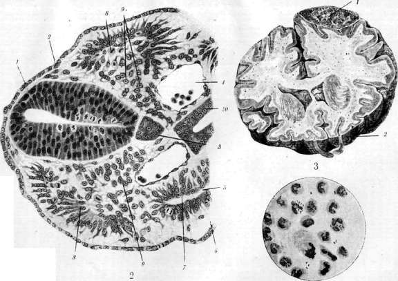 Mesenchyme: figure 1 from the 1928–1936 encyclopedia article