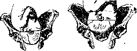 Pelvis: figure 29 from the 1928–1936 encyclopedia article
