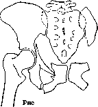Pelvis: figure 6 from the 1928–1936 encyclopedia article