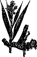 Fyodor Kalaydovich: figure 1 from the 1928–1936 encyclopedia article