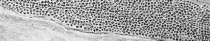 Dermatophytes: figure 7 from the 1928–1936 encyclopedia article