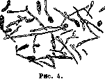 Dermatophytes: figure 4 from the 1928–1936 encyclopedia article