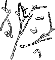 Dermatophytes: figure 5 from the 1928–1936 encyclopedia article