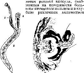 Syngamosis: figure 1 from the 1928–1936 encyclopedia article