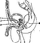 Prostate Gland: figure 14 from the 1928–1936 encyclopedia article