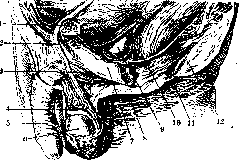 Prostate Gland: figure 2 from the 1928–1936 encyclopedia article