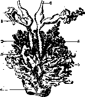 Prostate Gland: figure 4 from the 1928–1936 encyclopedia article