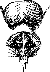 Prostate Gland: figure 16 from the 1928–1936 encyclopedia article