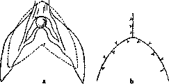Clitoris: figure 4 from the 1928–1936 encyclopedia article