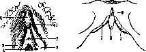 Clitoris: figure 1 from the 1928–1936 encyclopedia article