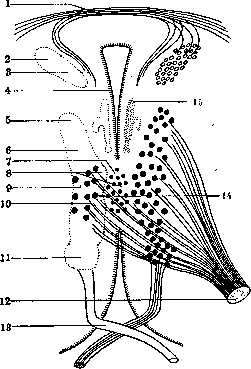 Oculomotorius Nervus: figure 1 from the 1928–1936 encyclopedia article