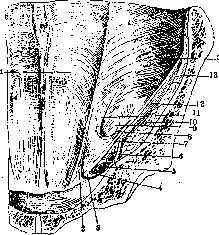 Inguinal Region: figure 13 from the 1928–1936 encyclopedia article