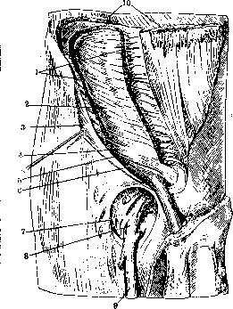 Inguinal Region: figure 9 from the 1928–1936 encyclopedia article