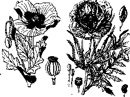 Opium Poppy: figure 1 from the 1928–1936 encyclopedia article
