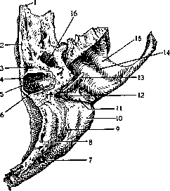 Temporal Bone: figure 3 from the 1928–1936 encyclopedia article