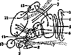 Extrapyramidal System: figure 1 from the 1928–1936 encyclopedia article