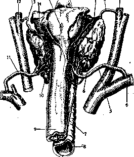 Thyroid Gland: figure 5 from the 1928–1936 encyclopedia article