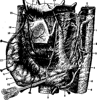 Thyroid Gland: figure 4 from the 1928–1936 encyclopedia article