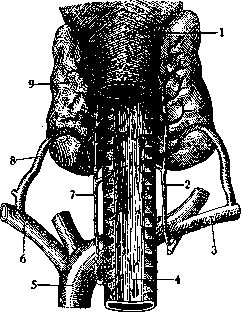 Thyroid Gland: figure 6 from the 1928–1936 encyclopedia article