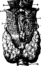 Thyroid Gland: figure 10 from the 1928–1936 encyclopedia article