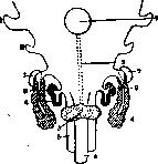 Thyroid Gland: figure 1 from the 1928–1936 encyclopedia article