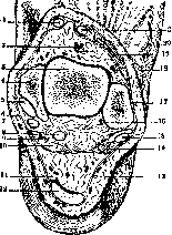 Ankle Joint: figure 7 from the 1928–1936 encyclopedia article