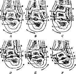 Ankle Joint: figure 3 from the 1928–1936 encyclopedia article
