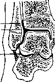Ankle Joint: figure 2 from the 1928–1936 encyclopedia article
