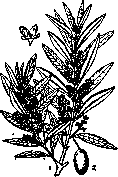 Olive Oil: figure 1 from the 1928–1936 encyclopedia article