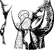 Hip Joint: figure 43 from the 1928–1936 encyclopedia article