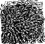 Gastrophilus Equi: figure 3 from the 1928–1936 encyclopedia article