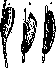 Gastrophilus Equi: figure 1 from the 1928–1936 encyclopedia article