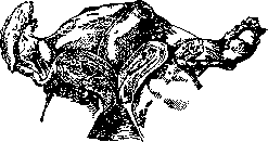 Fallopian Tubes: figure 6 from the 1928–1936 encyclopedia article