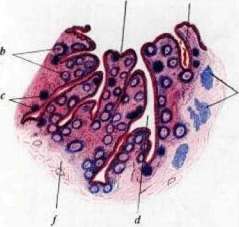 Gonococcus: figure 2 from the 1928–1936 encyclopedia article