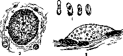 Encephalitozoon Cuniculi: figure 1 from the 1928–1936 encyclopedia article