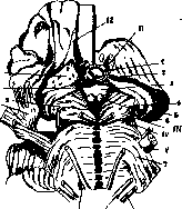 Subthalamic Region: figure 1 from the 1928–1936 encyclopedia article