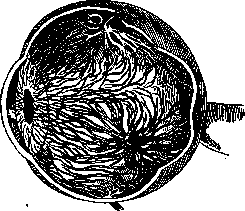 Vorticose Veins: figure 1 from the 1928–1936 encyclopedia article