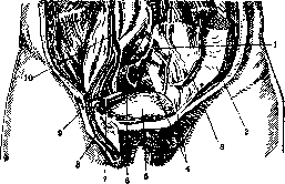 Spermatic Cord: figure 1 from the 1928–1936 encyclopedia article