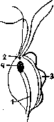 Trichomonas: figure 1 from the 1928–1936 encyclopedia article