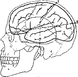 Cerebro-Cranial Topography: figure 5 from the 1928–1936 encyclopedia article