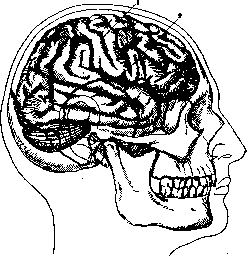 Cerebro-Cranial Topography: figure 1 from the 1928–1936 encyclopedia article
