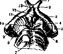 Substantia Perforata: figure 2 from the 1928–1936 encyclopedia article