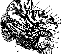 Substantia Perforata: figure 1 from the 1928–1936 encyclopedia article